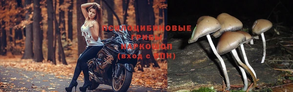 амф Аркадак